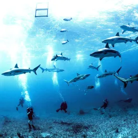 Bimini Reef Shark Safari   Sapona Adventure Daytrip Package