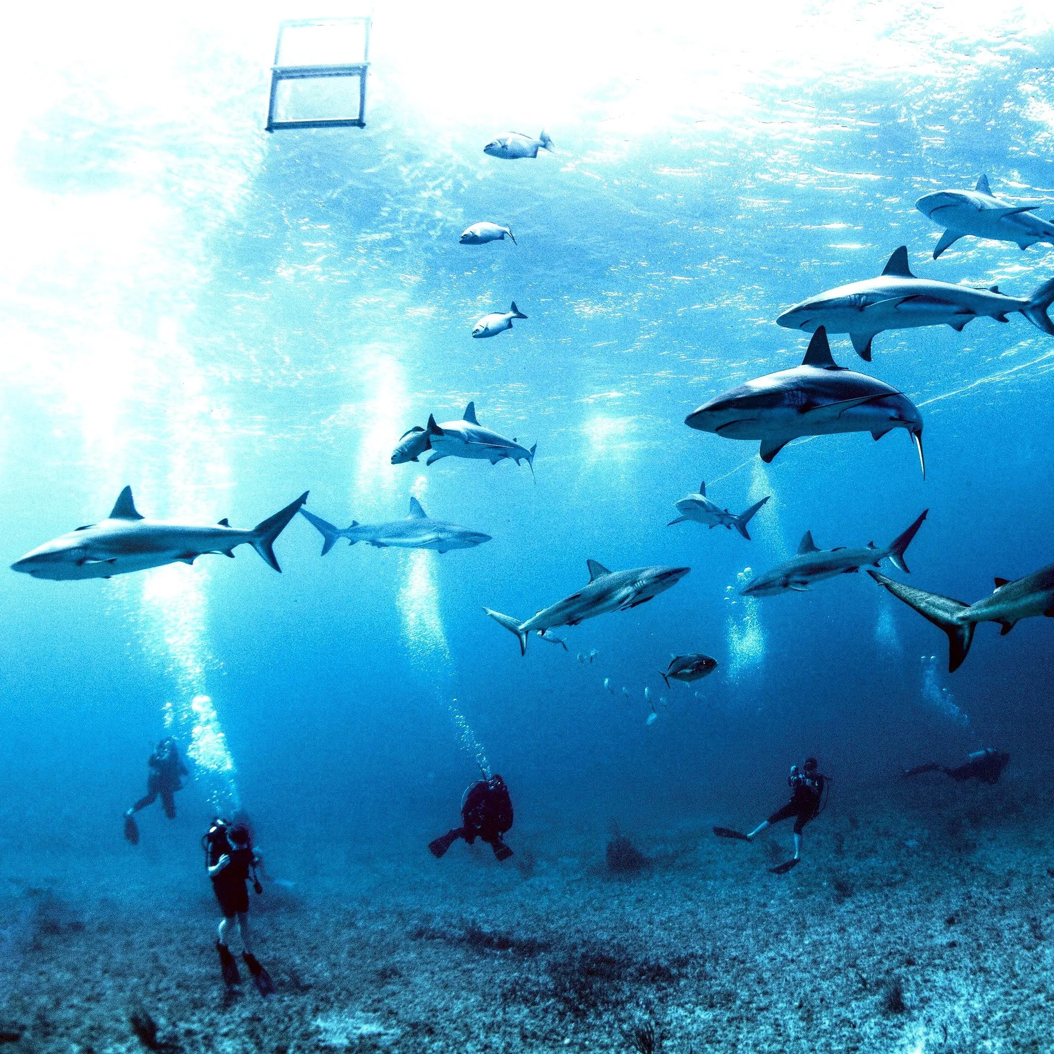 Bimini Reef Shark Safari   Sapona Adventure Daytrip Package