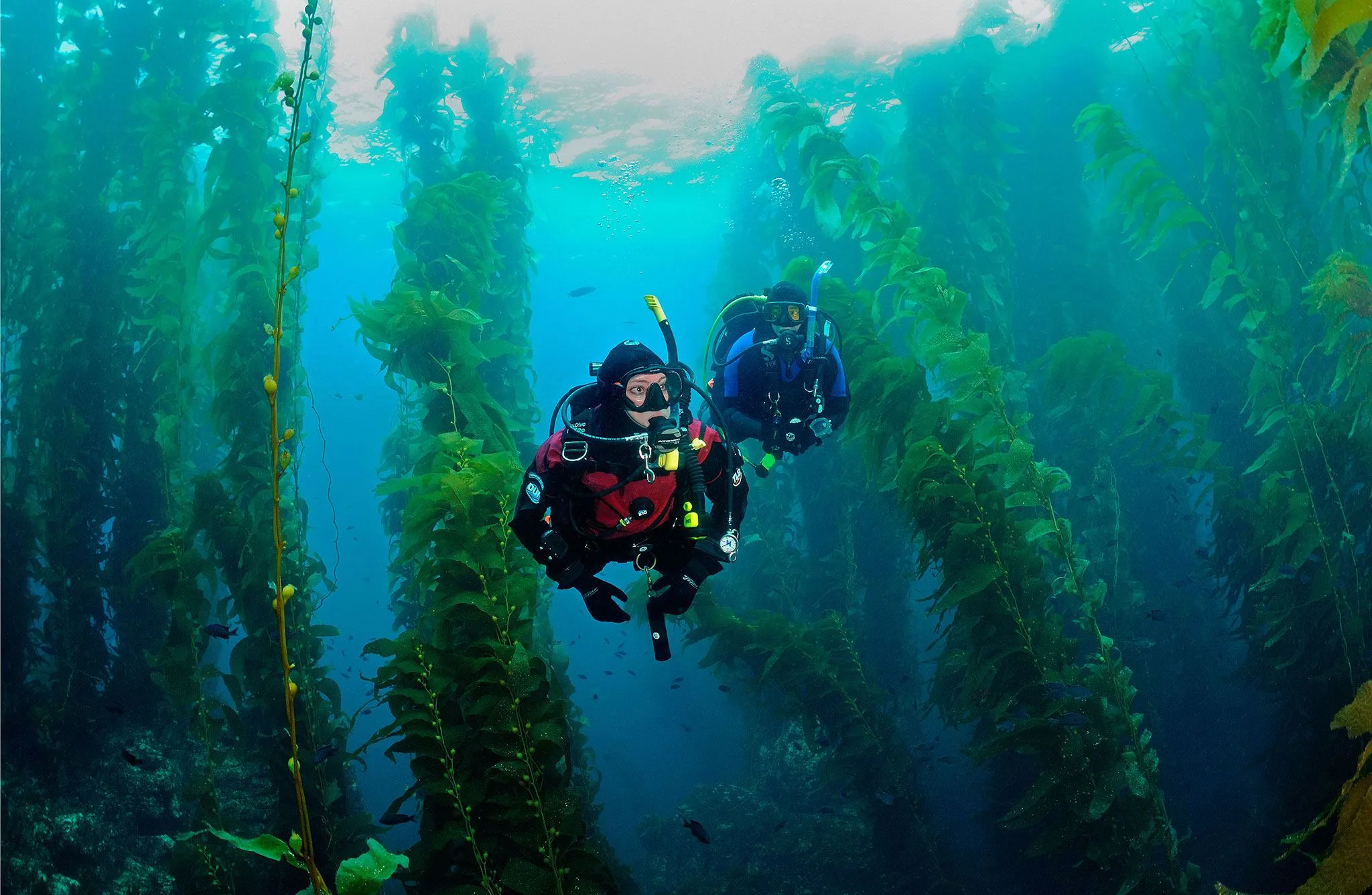 Catalina Dive Charter - May 25th, 2024 - SoCal Diver