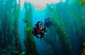 Catalina Dive Charter - May 25th, 2024 - SoCal Diver