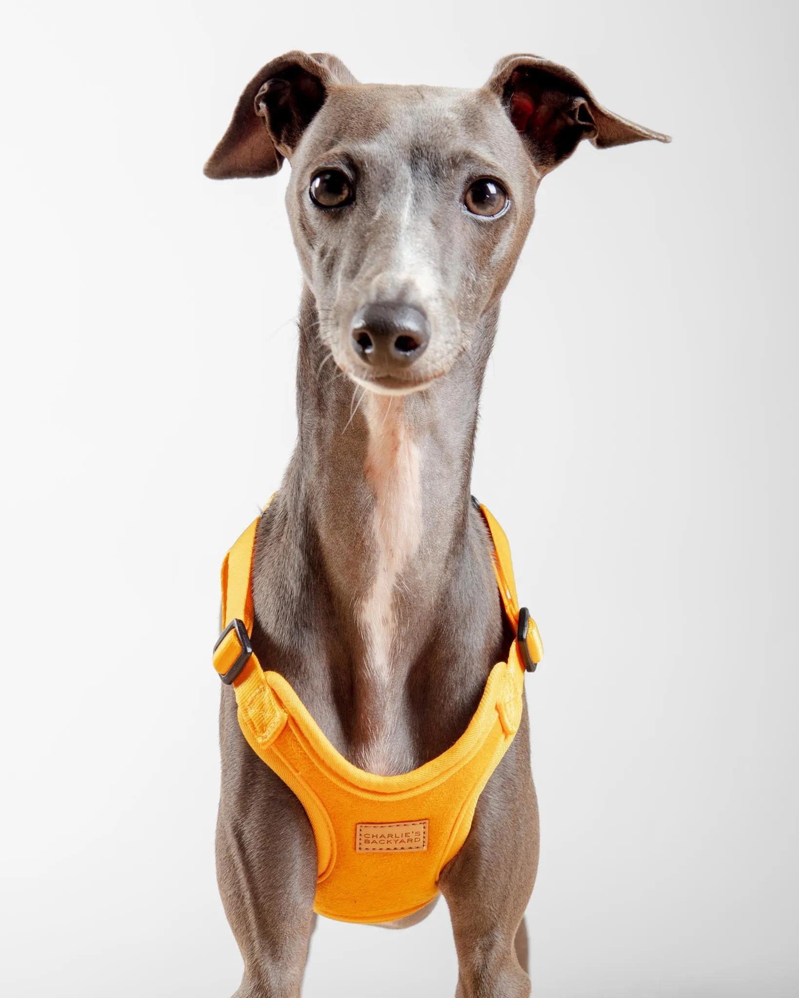 Comfort Dog Harness in Yellow