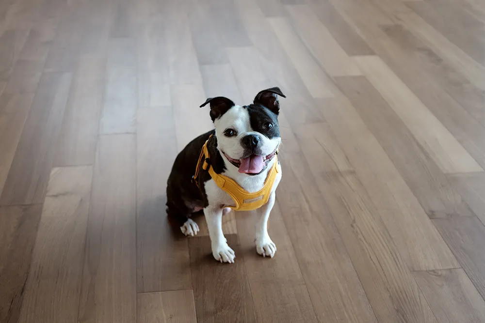 Comfort Dog Harness in Yellow