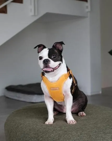 Comfort Dog Harness in Yellow