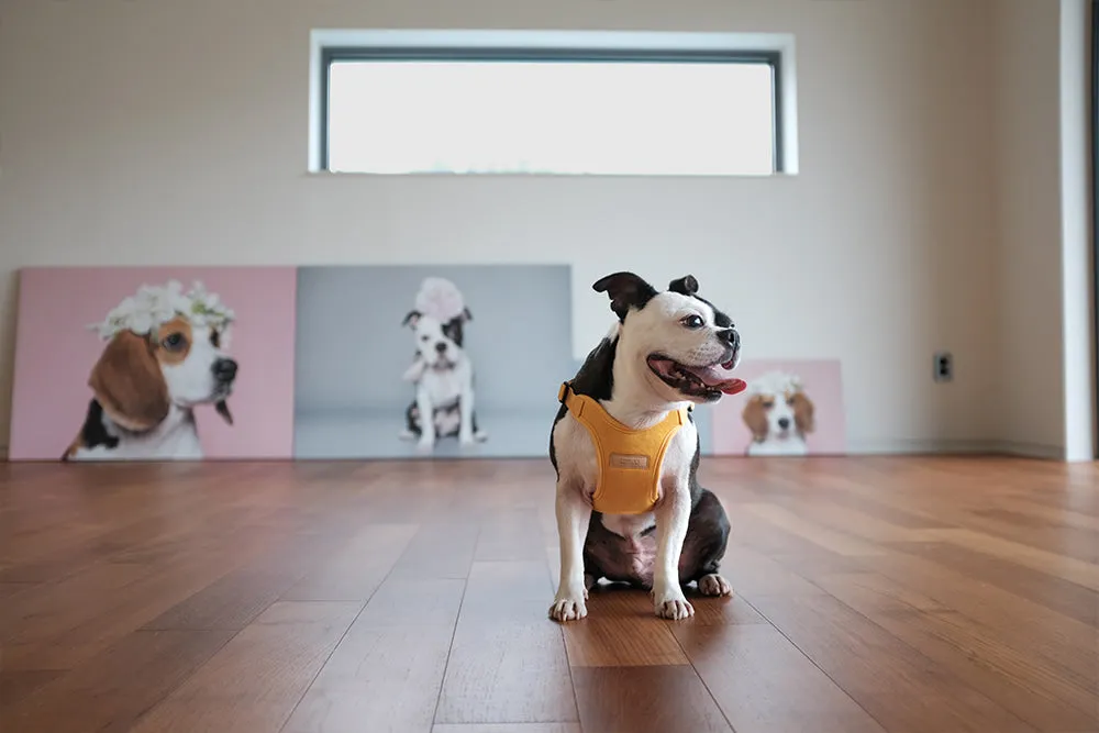 Comfort Dog Harness in Yellow