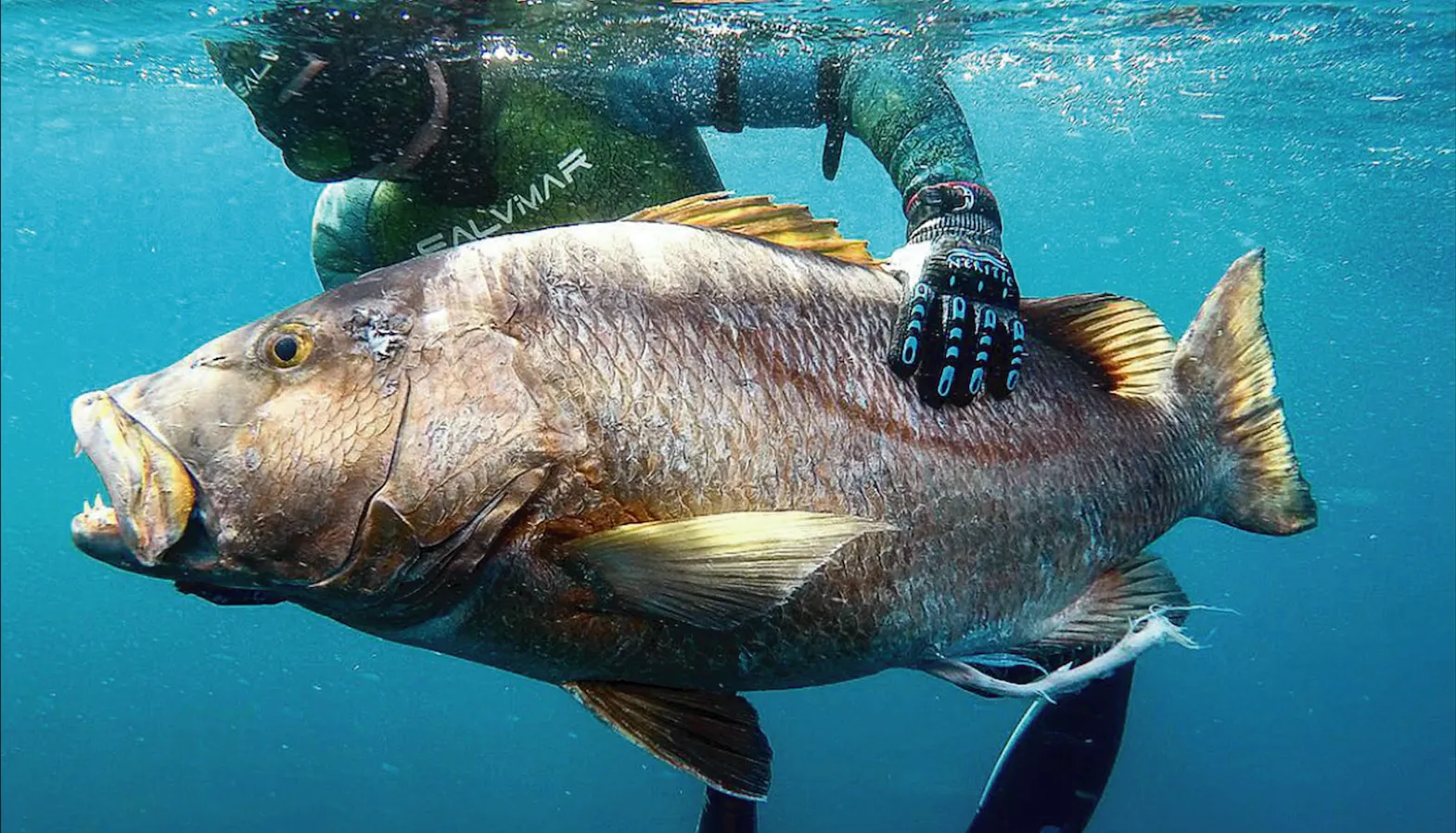 Dive in the Caribbean