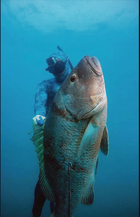 Dive in the Caribbean