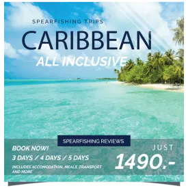 Dive in the Caribbean