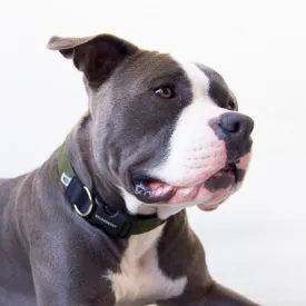 Funston Dog Collar in Olive Green