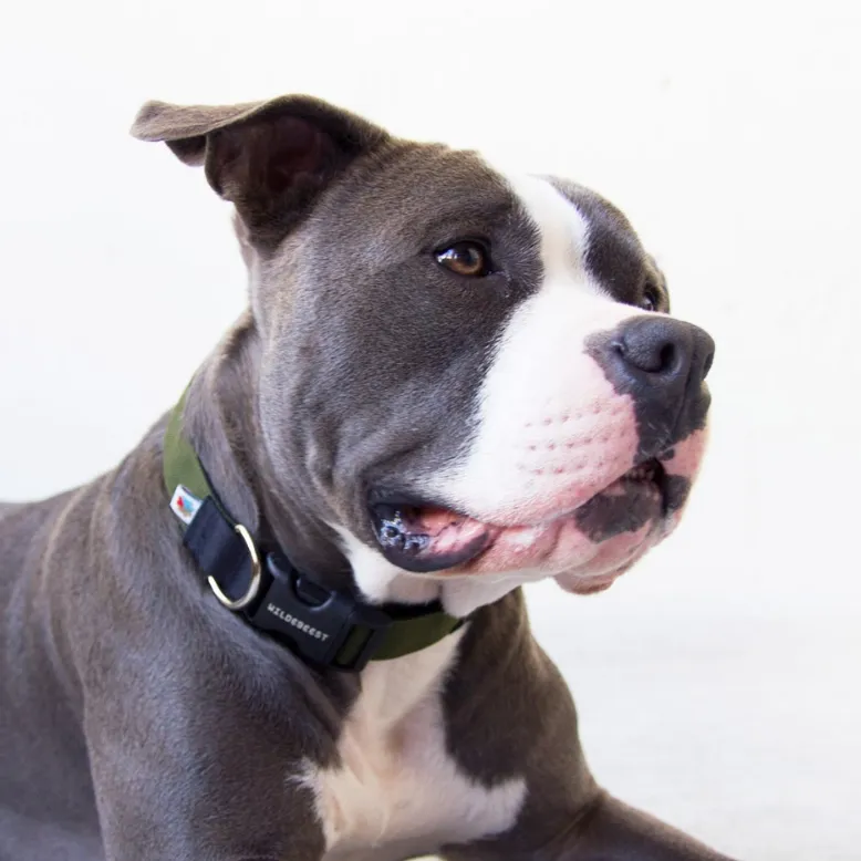 Funston Dog Collar in Olive Green