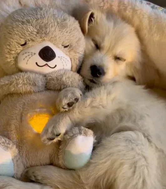 SereniOtter - Beruhigendes Hundekuscheltier für stressfreies Entspannen