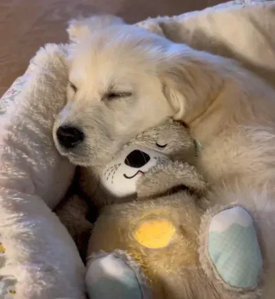 SereniOtter - Beruhigendes Hundekuscheltier für stressfreies Entspannen